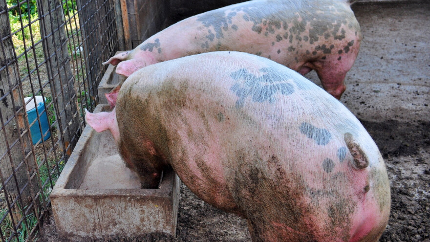 S hrvatskog se tržišta povlači dopunska krmna smjesa za hranidbu svinja