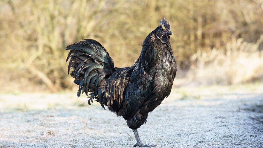 Koje su tri najskuplje rase kokoški i zašto?