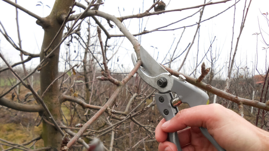 Kada je najbolje vrijeme za rezidbu jabuke?