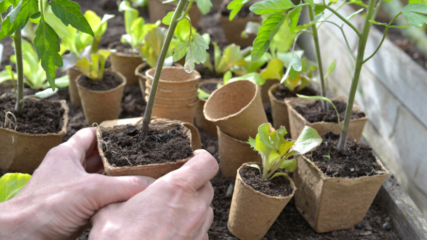 Tresetne posude i tablete za sjetvu presadnica: Oprez s lažnima