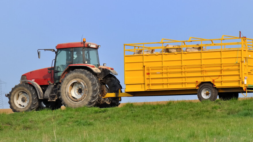 Lokalnim klaonicama i višim cijenama mesa do dobrobiti životinja?