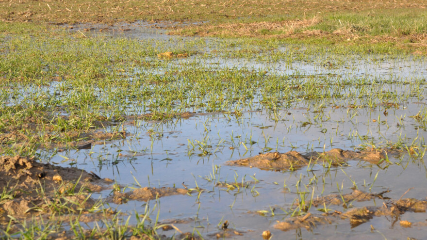 Zadržavanje vode na polju - koji su uzroci, utjecaji i rješenja?
