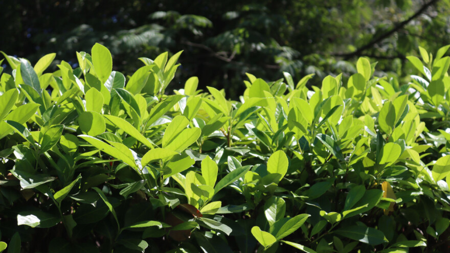 Kako i kada posaditi lovor višnju?