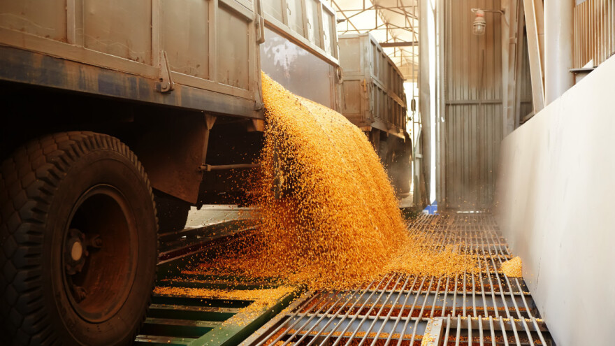 Ovonedeljne cene kukruza imaju jasno izražen negativan trend