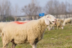 Stres kod ovaca nakon napada vuka ima velike posljedice