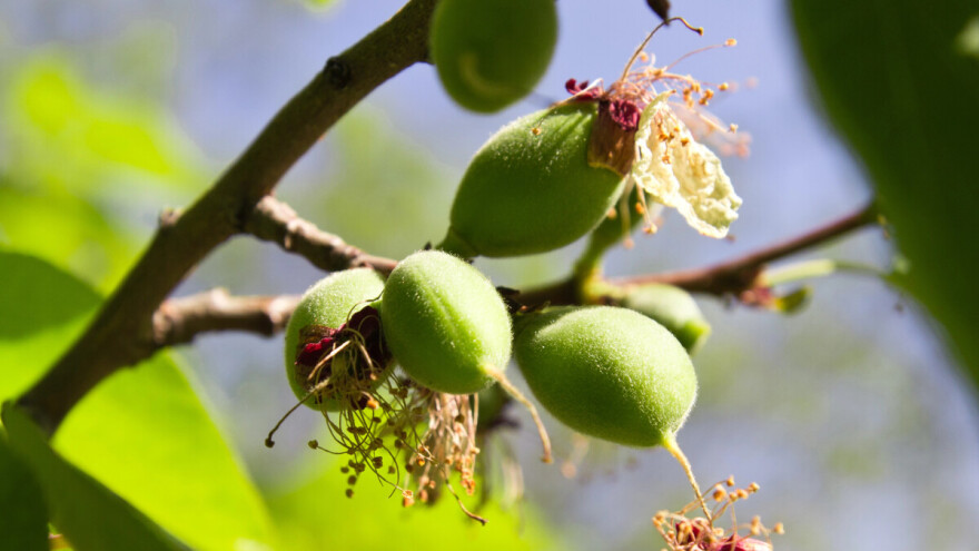Zašto opadaju plodovi voćaka?