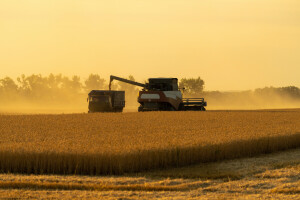 Rusija izvozi pšenicu rekordnom brzinom, Ukrajina dostigla predratne izvozne brojke