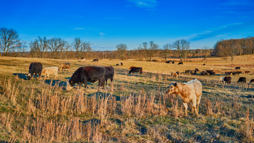 Manje stoke i mješovitih farmi, poljoprivrednici sve stariji: Šta su EU donijele '10-e?