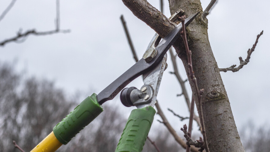 Rezidba voćnih stabala: Jesen, zima ili rano proljeće - koji termin odabrati?