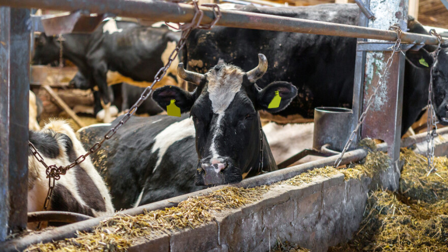 Manje novca za borbu protiv bolesti životinja: Stočari preuzimaju dio troškova?