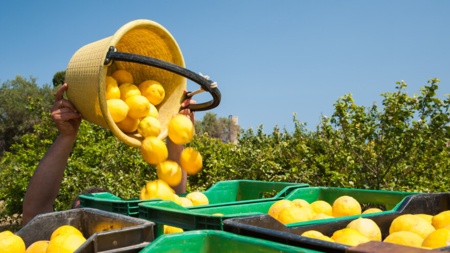 Copa Cogeca upozorava na uvoz agruma zaraženih štetnicima