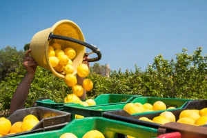 CopaCogeca upozorava na uvoz citrusa zaraženih štetočinama