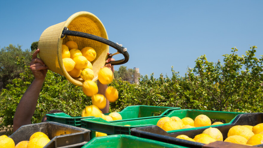 CopaCogeca upozorava na uvoz agruma zaraženih štetočinama