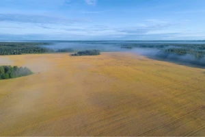 Uzgajanje žitarica u Rusiji raste - klimatske promene im pomažu