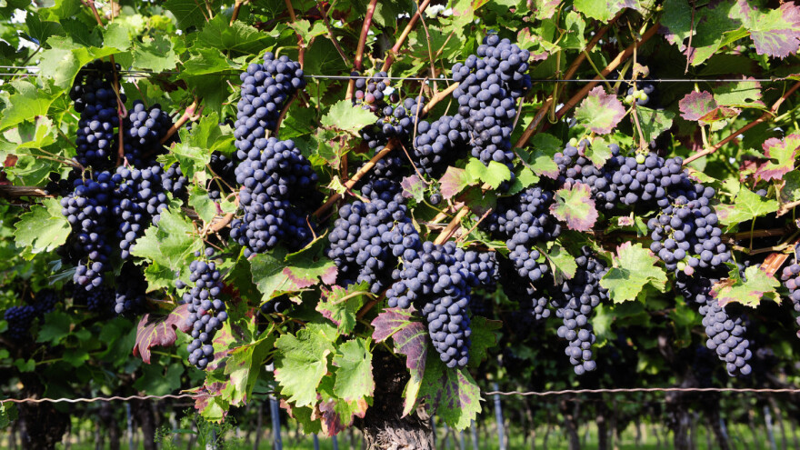 Toplija klima "krivac" za ekspanziju vinogradarstva i vinarstva u Velikoj Britaniji