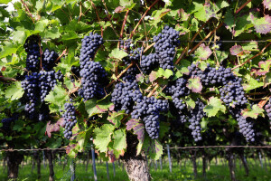 Toplija klima "krivac" za ekspanziju vinogradarstva i vinarstva u Velikoj Britaniji