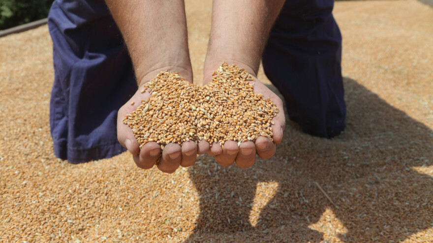 Cijene žitarica - pšenica neće ići ispod 400 eura?