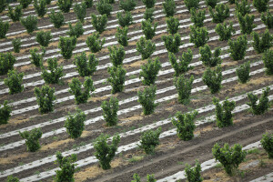 Ima li uzgoj leske budućnost i kako zaraditi na lešniku?