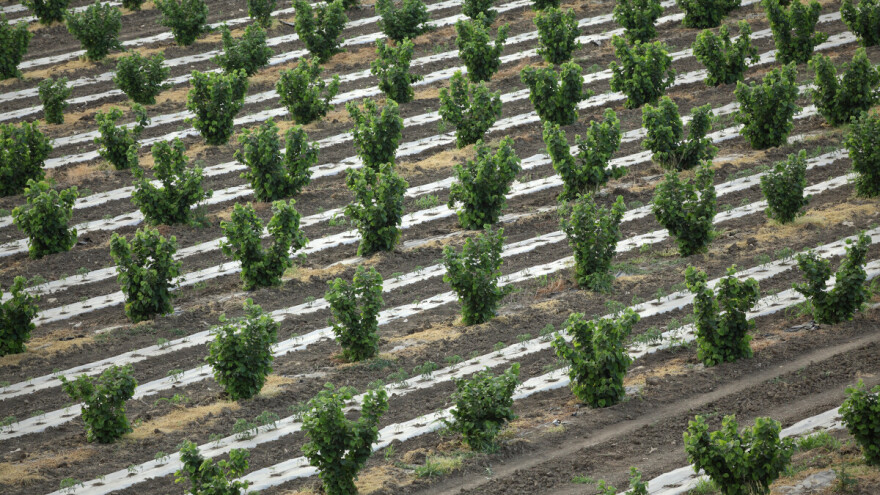 Ima li uzgoj lijeske budućnost i kako zaraditi na lješnjaku?