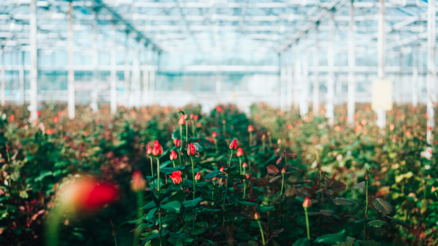 TOP 10 zanimljivosti o ružama za Valentinovo