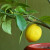 Kada iznijeti limun i drugo toploljubivo bilje na otvoreno?