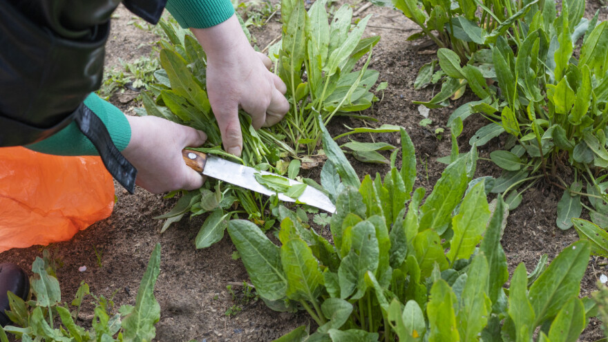 Višegodišnje povrtne vrste - jeftiniji i jednostavniji uzgoj