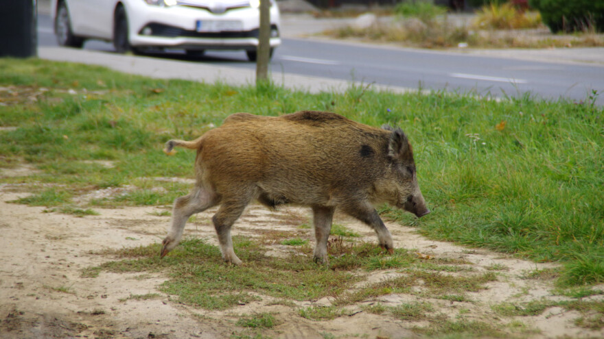 Odstrjel divljih svinja između nebodera