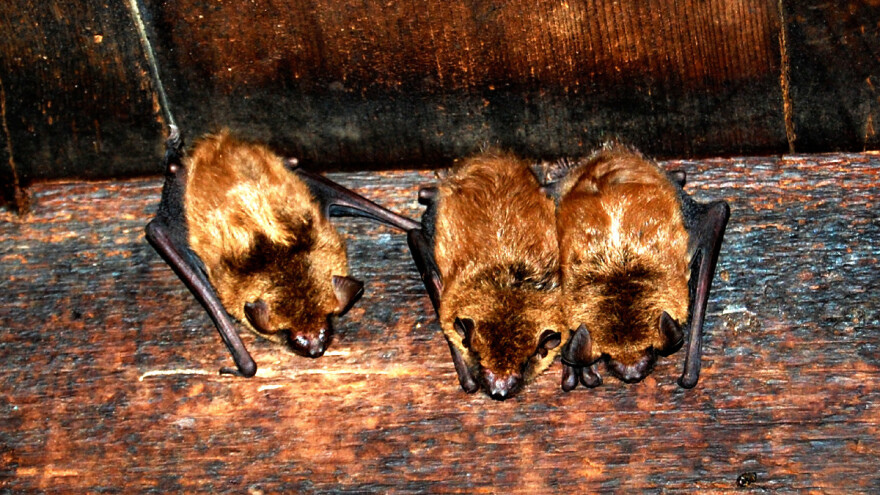 Kako oterati slepe miševe s tavana?