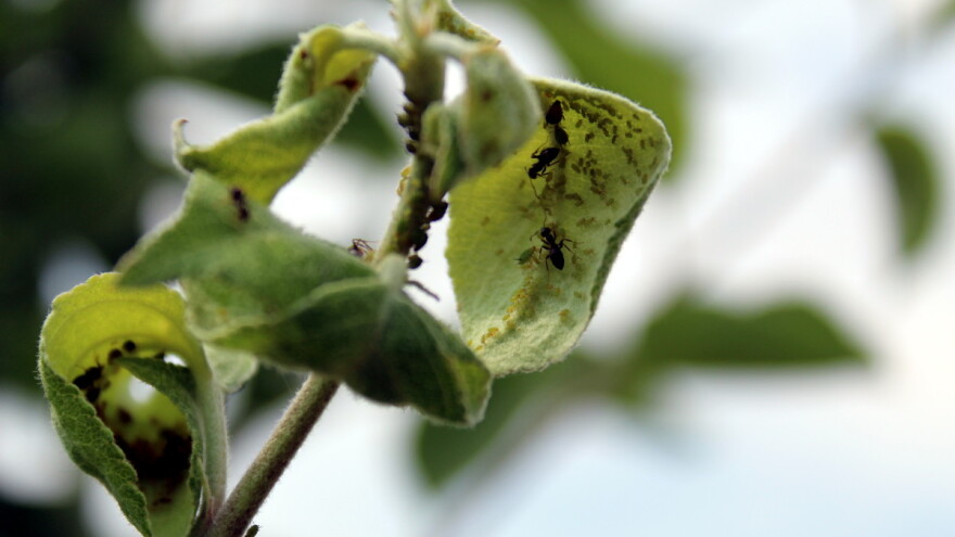 Mravi donose lisne vaši na stabla voćaka - kako ih sprečiti?