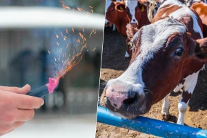 Strah od petardi dovodi do prevremenog porođaja kod domaćih životinja, bega, nesreće