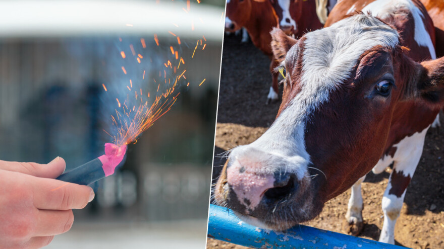 Strah od petardi dovodi do prevremenog porođaja kod domaćih životinja, bega, nesreće