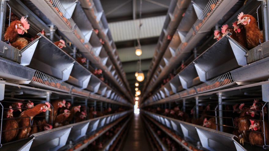 Na farmi koka nosilica bez GMO dnevno proizvedu 170.000 jaja