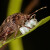 Kako možemo smanjiti brojnost štetnih kukaca u usjevima?