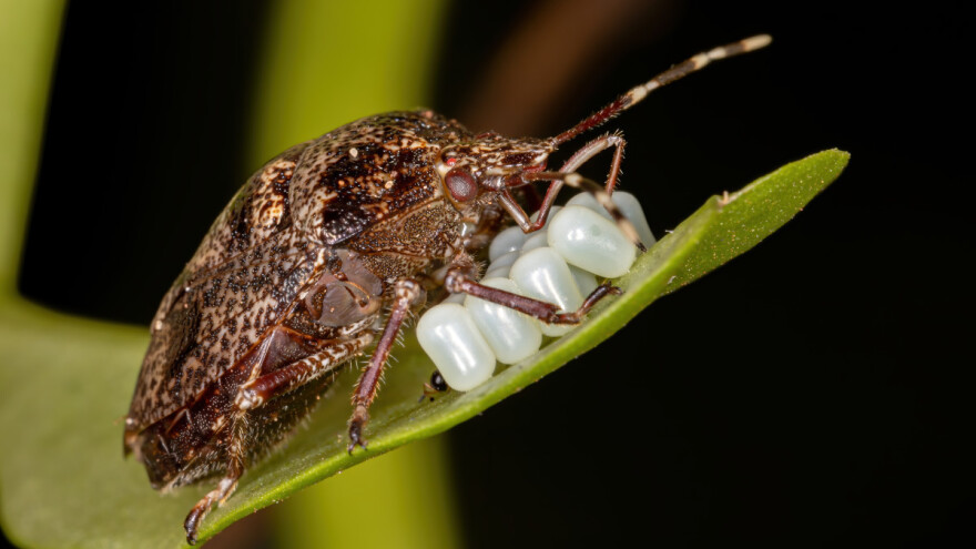 Kako možemo smanjiti brojnost štetnih insekata u usevima?