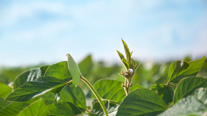 Crveni pauk u soji, a nema registriranih preparata za suzbijanje
