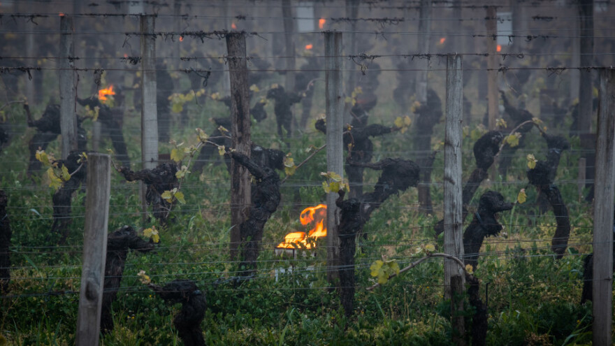 Mraz spalio francuske vinograde: U Champagneu zabilježeno -9°C