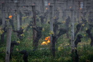 Mraz spalio francuske vinograde: U Champagneu zabilježeno -9°C