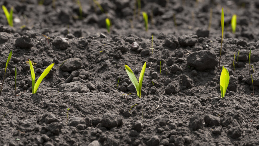 Za koliko dana niče kukuruz?