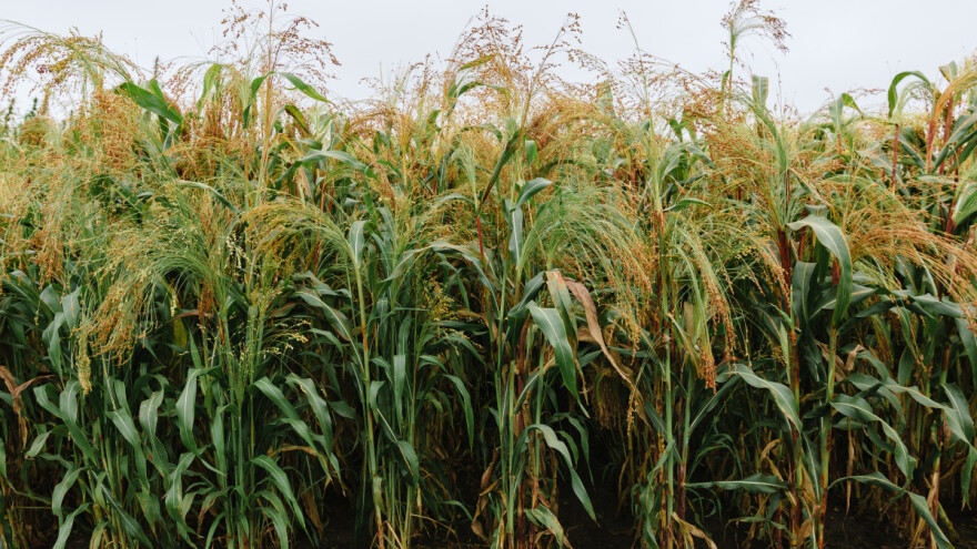 Proso: Kratak period vegetacije, podnosi sušu, uzgaja se i kao postrni usev