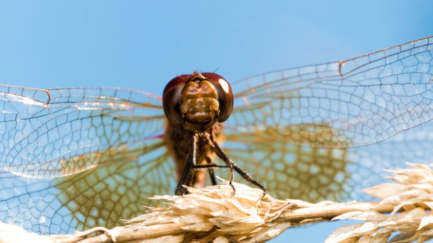 Čeka nas pad prinosa svih useva jer je sve manje insekata