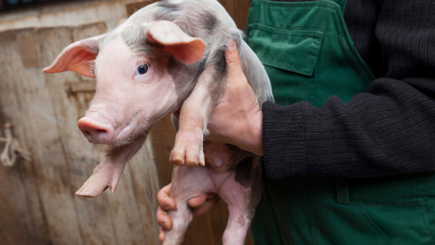 Kastracija prasadi: Gdje uzgajivači smiju sami koristiti lokalnu anesteziju?