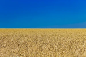 Ukrajina će zasijati 70 posto poljoprivrednih površina - šta to znači za izvoz?