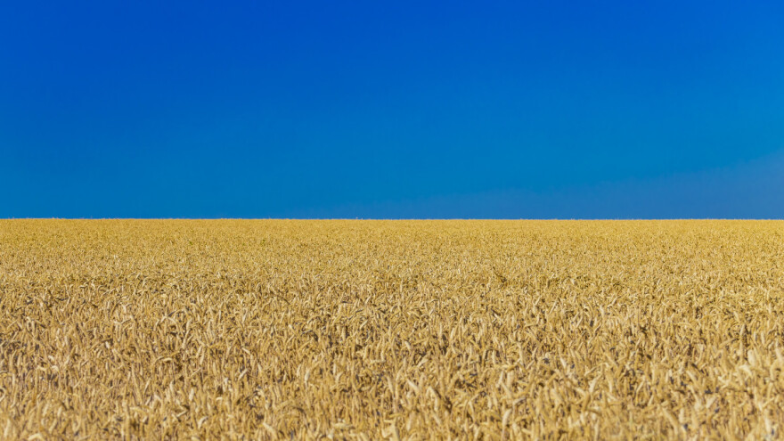 Ukrajina će zasijati 70 posto poljoprivrednih površina - šta to znači za izvoz?