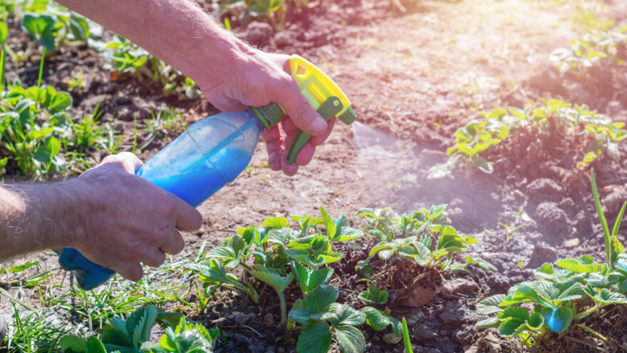 Domaći sapun za pranje odjeće u zaštiti bilja
