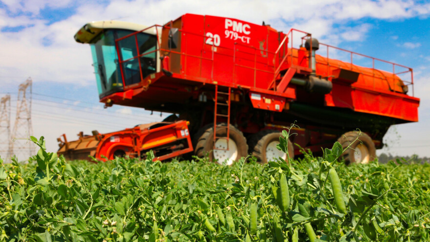 Evropa 2031: Manje površina pod žitaricama, a više pod proteinskim usjevima