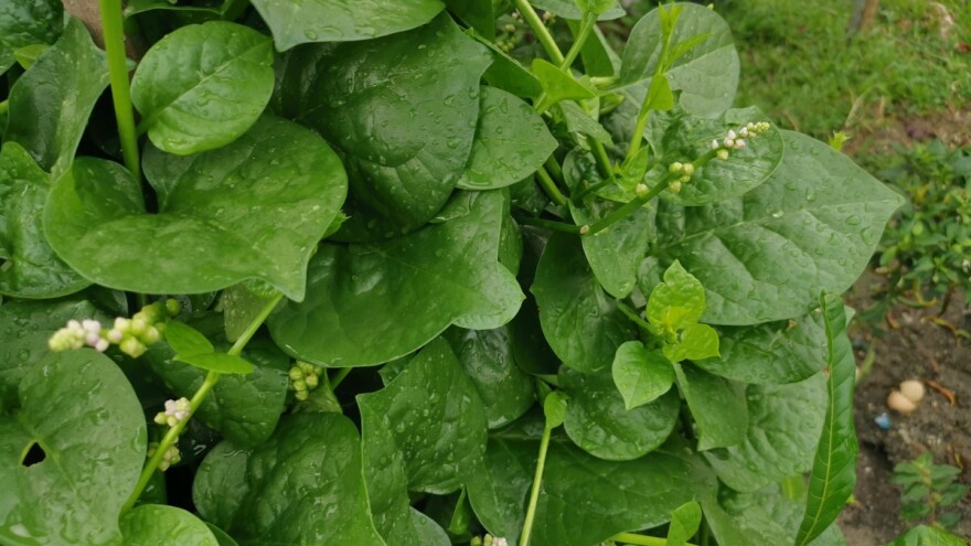 Sakupljanje i čuvanje semena malabarskog spanaća