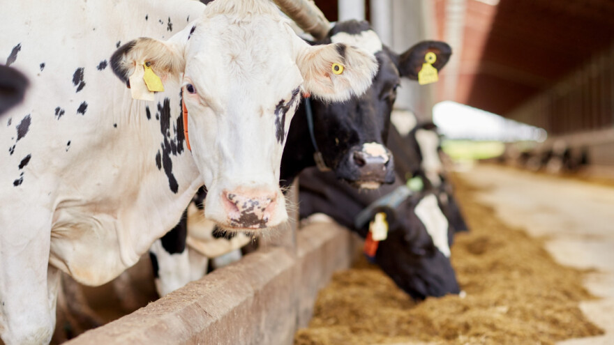 Kako mliječne krave reagiraju na osvijetljenost?