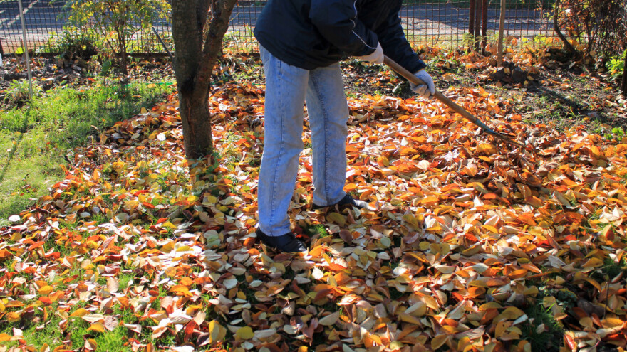 Zašto, kako i kada (ne)ostaviti lišće ispod drveta?