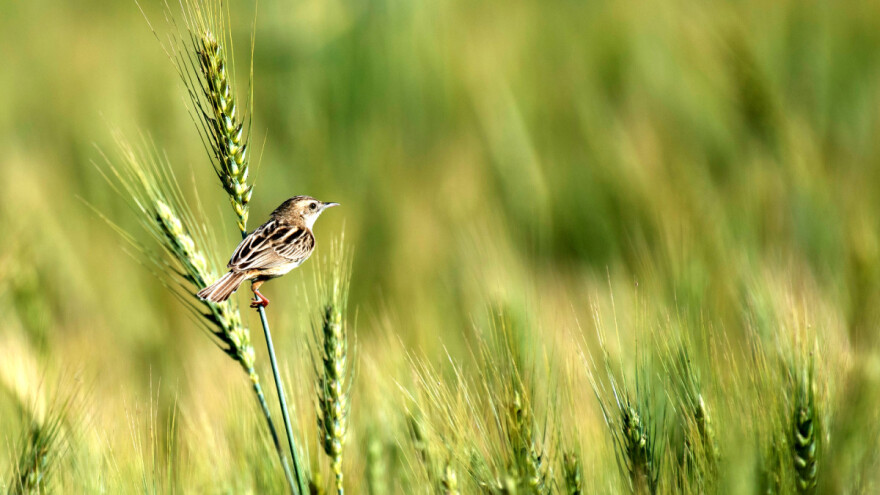 Insekticidi su krivi za pad populacije ptica u Evropi?