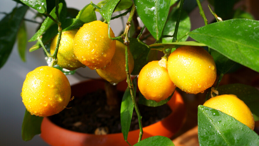 Kako i kada presaditi limun?